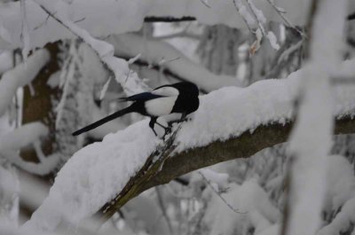 2012 01 09_Neu Schnau_0250.jpg