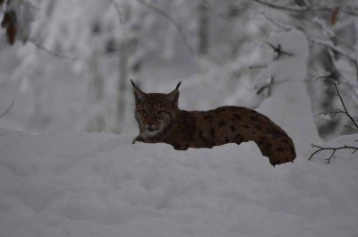 2012 01 09_Neu Schnau_0266.jpg