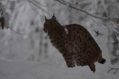 2012 01 09_Neu Schnau_0281.jpg