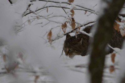 2012 01 09_Neu Schnau_0399.jpg