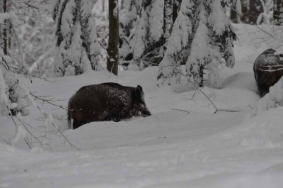 2012 01 09_Neu Schnau_0447.jpg