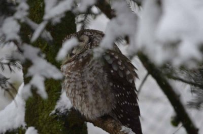 2012 01 09_Neu Schnau_0564.jpg