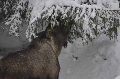 2012 01 09_Neu Schnau_0593.jpg