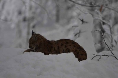 2012 01 09_Neu Schnau_0221.jpg