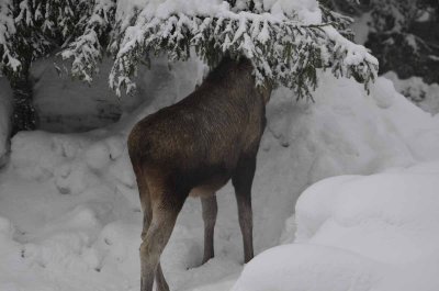 2012 01 09_Neu Schnau_0620.jpg