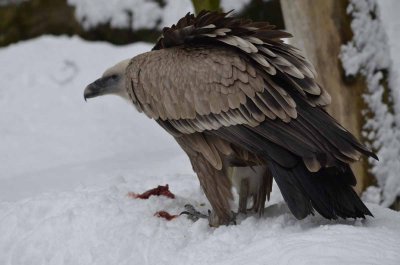 2012 01 09_Neu Schnau_0657.jpg