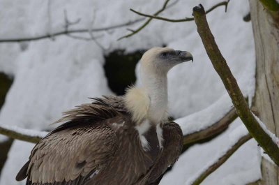 2012 01 09_Neu Schnau_0665.jpg