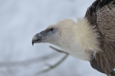 2012 01 09_Neu Schnau_0668.jpg