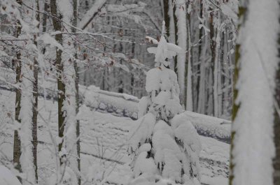 2012 01 09_Neu Schnau_0375.jpg