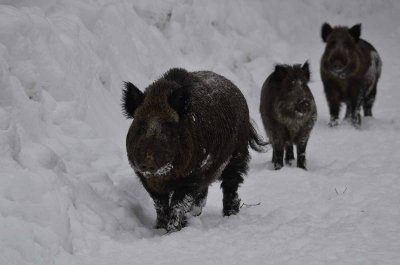 2012 01 09_Neu Schnau_0439.jpg