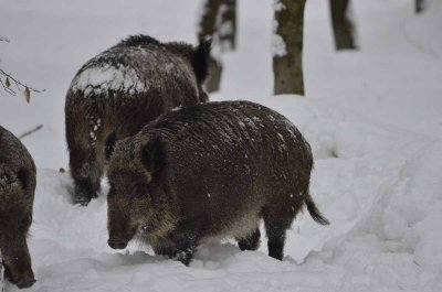 2012 01 09_Neu Schnau_0538.jpg