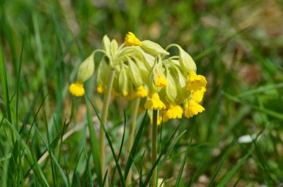 Schlsselblume