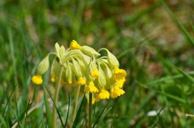 Schlsselblume