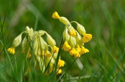 Schlsselblume