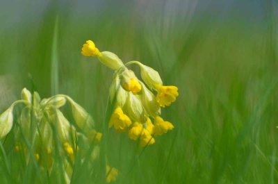 Schlsselblume