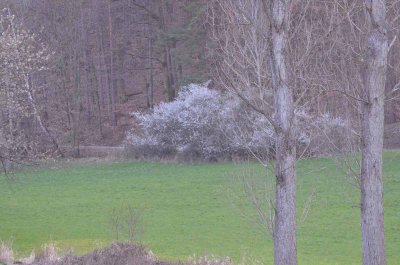 Blhender Schlehenbusch