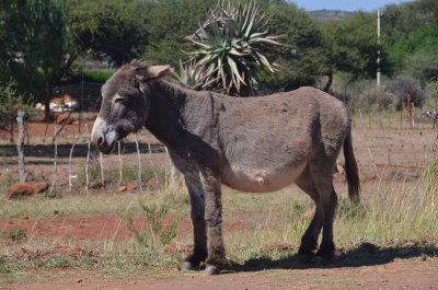 20120430111356Madikwe00180.jpg