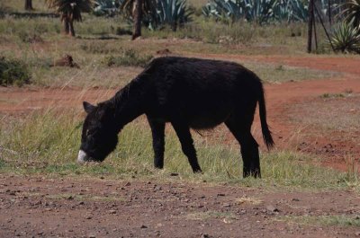 20120430111400Madikwe00184.jpg