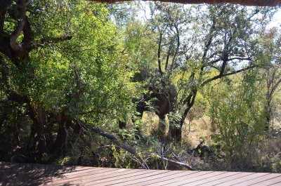 20120430130548Madikwe00231.jpg