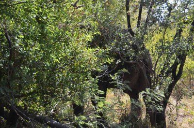20120430130558Madikwe00233.jpg