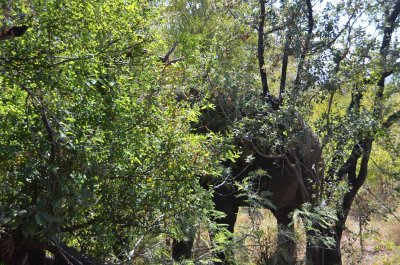20120430130650Madikwe00240.jpg