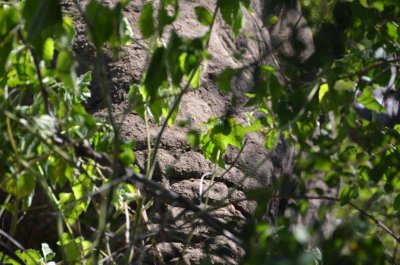 20120430131634Madikwe00269.jpg