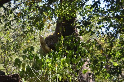 20120430131652Madikwe00273.jpg