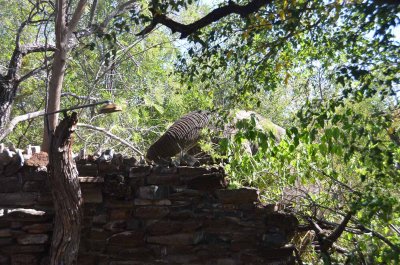 20120430132010Madikwe00306.jpg