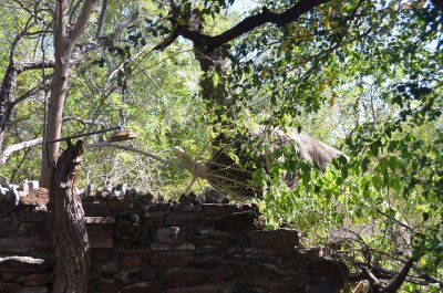 20120430132010Madikwe00308.jpg