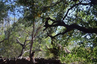 20120430132016Madikwe00309.jpg