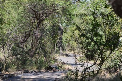 20120430133148Madikwe00058.jpg
