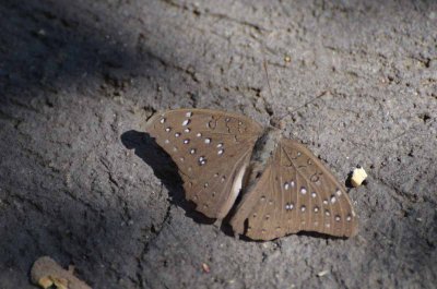 20120430133330Madikwe00072.jpg