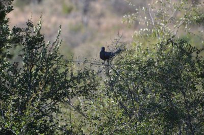 20120430151928Madikwe00303.jpg