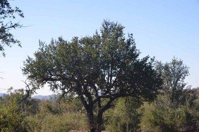 20120430152252Madikwe00511.jpg