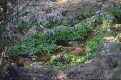 20120430152828Madikwe00515.jpg