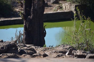 20120430152854Madikwe00517.jpg
