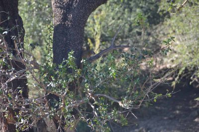 20120430152936Madikwe00524.jpg