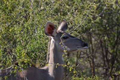 20120430155846Madikwe00305.jpg