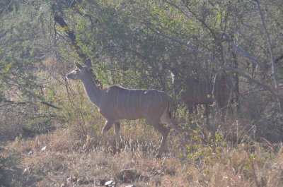 20120430160106Madikwe00541.jpg