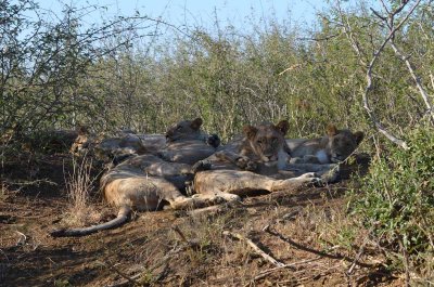 20120430160630Madikwe00307.jpg