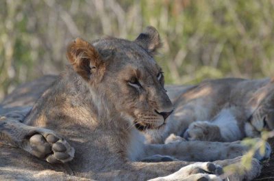 20120430160636Madikwe00310.jpg