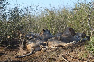 20120430160700Madikwe00313.jpg