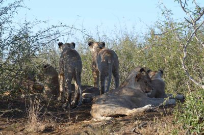 20120430160758Madikwe00318.jpg