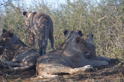 20120430160812Madikwe00550.jpg