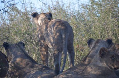 20120430160816Madikwe00551.jpg