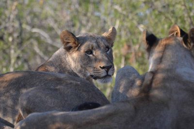 20120430160904Madikwe00326.jpg