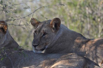 20120430160908Madikwe00328.jpg