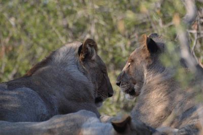 20120430161018Madikwe00329.jpg