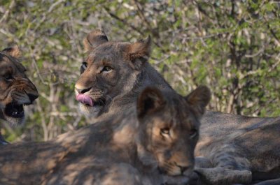 20120430161552Madikwe00333.jpg