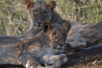 20120430161558Madikwe00336.jpg